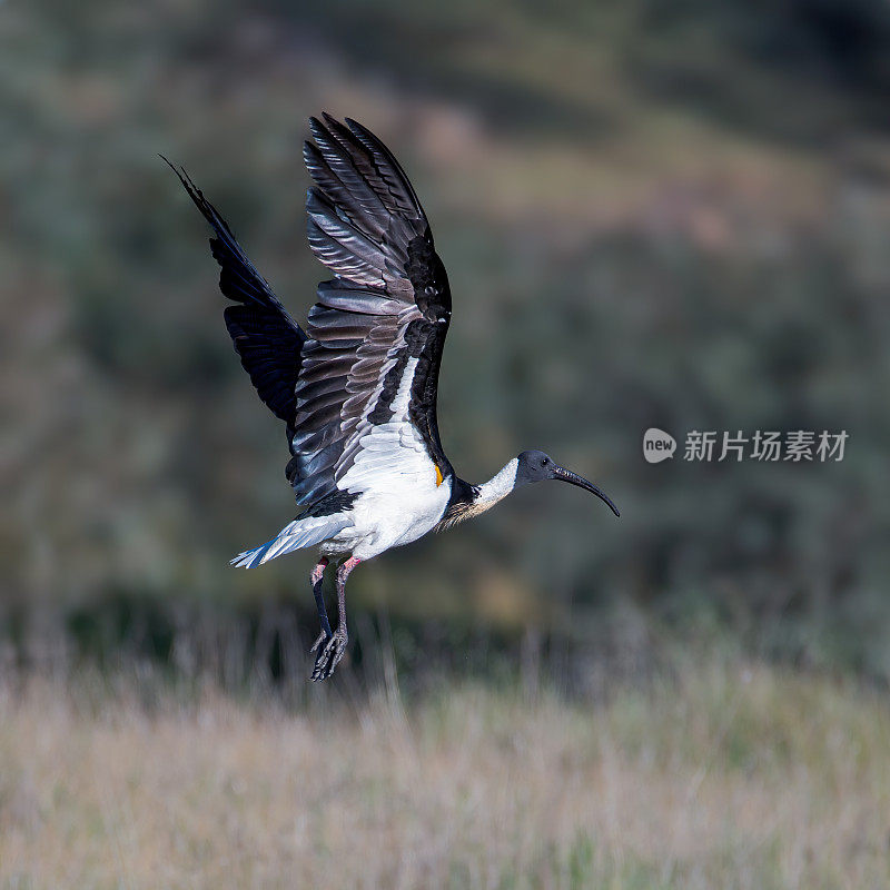 草颈朱鹭(Threskiornis spinicollis)